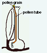 pollenating